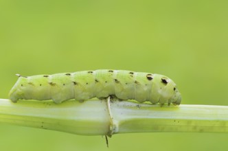 Elephant hawk-moth (Deilephila elpenor), caterpillar, North Rhine-Westphalia, Germany