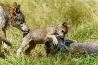 A wolf pup playfully interacts with a lying wolf in a meadow, Timberwolf, wolf, American wolf,