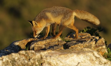 Red fox (Vulpes vulpes) in early morning light on a rock, Sierra de San Pedro, Extremadura, Spain