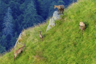 Four chamois grazing on a green mountain slope in front of a forest background, chamois, chamois,
