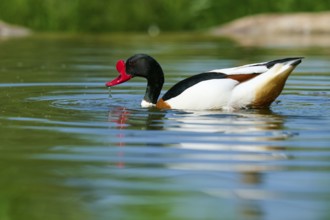 Duck with red beak in water with small waves, shelduck (Tadorna tadorna), spring, France