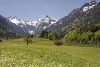 Spring meadow in the Trettach valley, near Oberstdorf, behind it the Trettachspitze, 2595m, Allgäu
