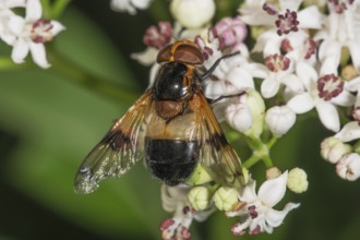 A Pellucid Fly (Volucella pellucens) sitting on small white flowers of dwarf elderberry (Sambucus