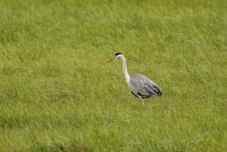 Grey heron (Ardea cinerea), Vulkaneifel, Rhineland-Palatinate, Germany