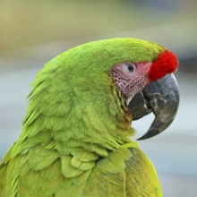 Great green macaw (Ara ambigua), animal portrait, captive, occurrence in South America, Hesse,
