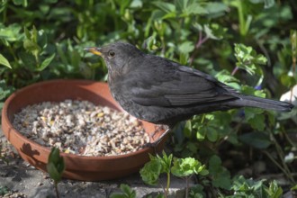Female blackbird (Turdus merula) at a feeder, Bavaria, Germany