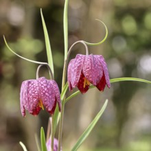 Snake's Head Fritillary (Fritillaria meleagris), flowers in a meadow, inflorescence, early bloomer,
