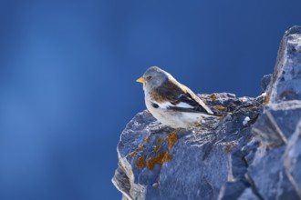 Snowfinch (Montifringilla nivalis), a bird sits quietly on a snow-covered rock, Gemmi Pass,
