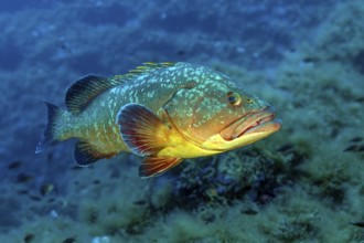 Large predatory fish Dusky Grouper (Epinephelus marginatus) in the background Rocky reef,