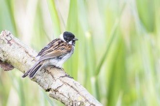 Reed bunting (Emberiza schoeniclus) ml Germany