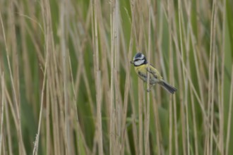 Blue tit (Cyanistes Caeruleus) adult bird on a Common reed plant stem, England, United Kingdom