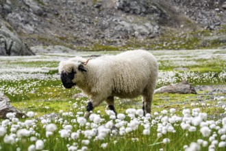 Valais Blacknose sheep (Ovis gmelini aries), in meadow with flowering white cotton grass, high