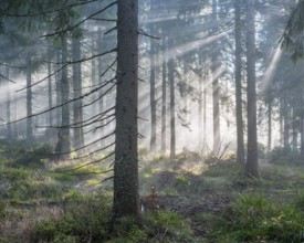 Natural spruce forest with morning fog, sunbeams break through the fog, at the Dreisesselberg,