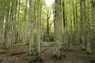 Forest in Ordesa y Monte Perdido National Park, Spain