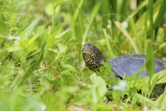 A European pond turtle (Emys orbicularis), makes its way through the green meadow next to the pond