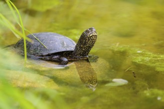 A European pond turtle (Emys orbicularis) rests in shallow water on a stone lying in the pond,