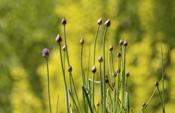 Chives (Allium schoenoprasum), flower and buds, Münsterland, North Rhine-Westphalia, Germany