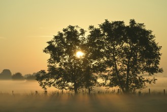 Deciduous trees at sunrise and ground fog, Lower Rhine, North Rhine-Westphalia, Germany