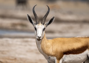 Springbok (Antidorcas marsupialis), animal portrait, Nxai Pan National Park, Botswana