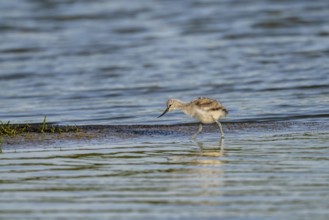 Avocet (Recurvirostra avosetta), chick foraging in the water, Texel, province of North Holland,