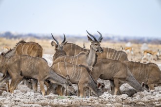 Greater kudu (Tragelaphus strepsiceros), herd, drinking at waterhole, Nxai Pan National Park,