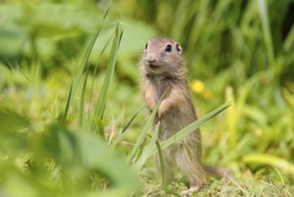 An adult European ground squirrel (Spermophilus citellus) or European souslik stands in a meadow