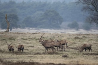 Together in peace... Red deer (Cervus elaphus), red deer herd, male red deer graze together in an