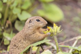 A European ground squirrel (Spermophilus citellus) or European souslik stands in an agricultural
