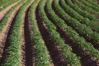 Rows of potatoes in a field in daylight, organised agriculture, Marktheidenfeld, Bavaria, Germany