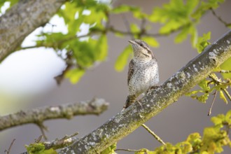 Eurasian wryneck (Jynx torquilla) Germany