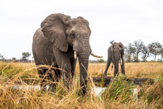 African elephant (Loxodonta africana), adult, two animals in dry grass, Kruger National Park, South