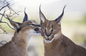 Caracal (Caracal caracal) portrait, Castile-La Mancha, Spain
