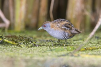 Baillon's Crake (Porzana pusilla palustris) foraging, Victoria, Australia