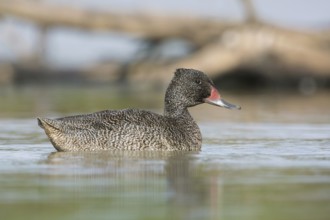 Freckled Duck (Stictonetta naevosa) male, Victoria, Australia