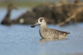 Pink-eared Duck (Malacorhynchus membranaceus), Victoria, Australia