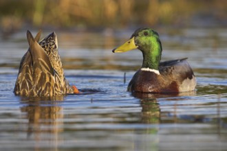 Mallard (Anas platyrhynchos), Berlin, Germany