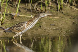 Zwergdommel (Ixobrychus minutus) Little Bittern