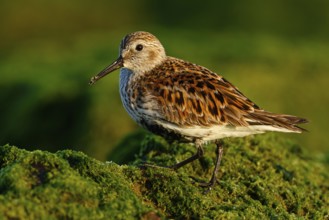 Dunlin (Calidris alpina), Asturias, Spain