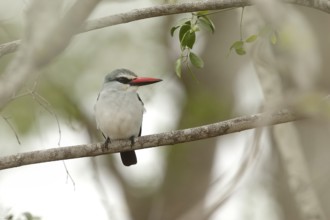 Woodland Kingfisher (Halcyon senegalensis), Kruger National Park, South Africa