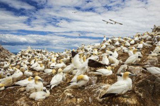 Northern Gannet (Morus bassanus) colony, Saltee Islands, Ireland