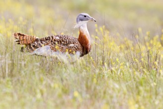 Great Bustard (Otis tarda), Castile, Spain