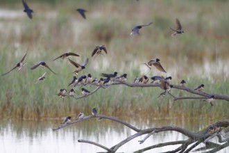 Barn Swallow & Sand Martin (Hirundo rustica & Riparia riparia), Mallorca, Spain