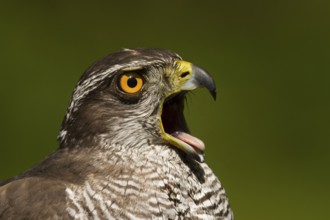 Northern Goshawk (Accipiter gentilis), Utrecht, Netherlands