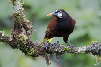 Montezuma Orependola (Psarocolius montezuma) perched on a branch in Costa Rica, Central America