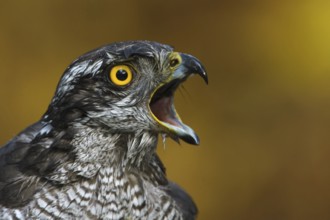 Northern Goshawk (Accipiter gentilis) female, Utrecht, Netherlands