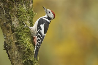 Middle Spotted Woodpecker (Dendrocoptes medius), Rhineland-Palatinate, Germany