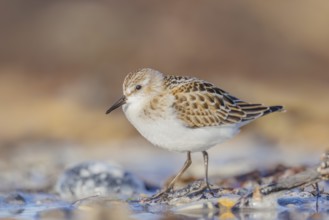Zwergstrandläufer, Calidris minuta Little Stint, Calidris minuta