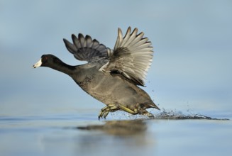 American Coot (Fulica americana), Texas, USA