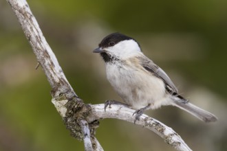 Willow Tit (Poecile montanus), Vorarlberg, Austria
