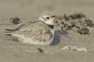 Piping Plover (Charadrius melodus), Newfoundland, Canada